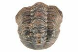 Reedops Trilobite - Atchana, Morocco #252646-2